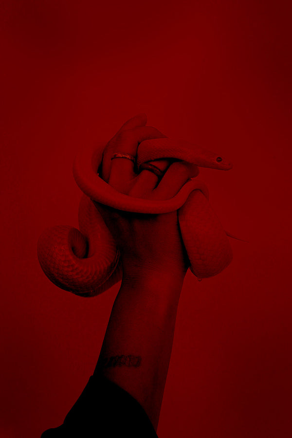 An inspiration image for The Quirky Cup Collective's 'Serpents and Swords'. collection. In a red tinted room, a hand holds a red snake.